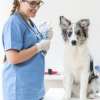 SAÚDE PÚBLICA APLICADA A MEDICINA VETERINÁRIA