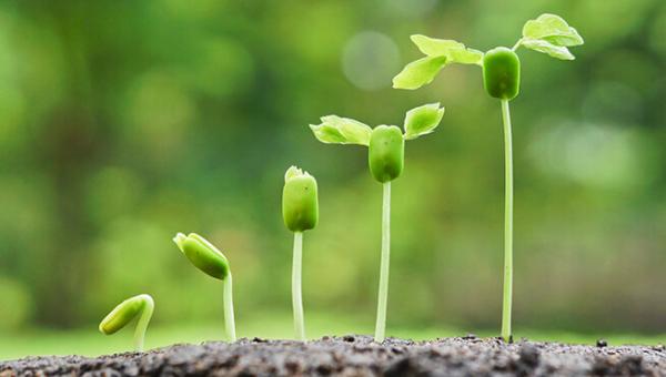 FERTILIDADE, MANEJO DE SOLOS E NUTRIÇÃO DE PLANTAS