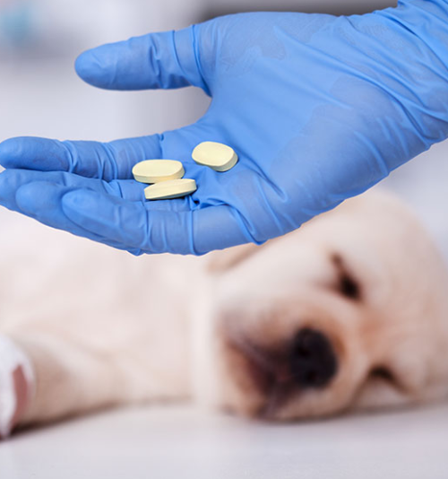 FARMACOLOGIA E TERAPÊUTICA VETERINÁRIA