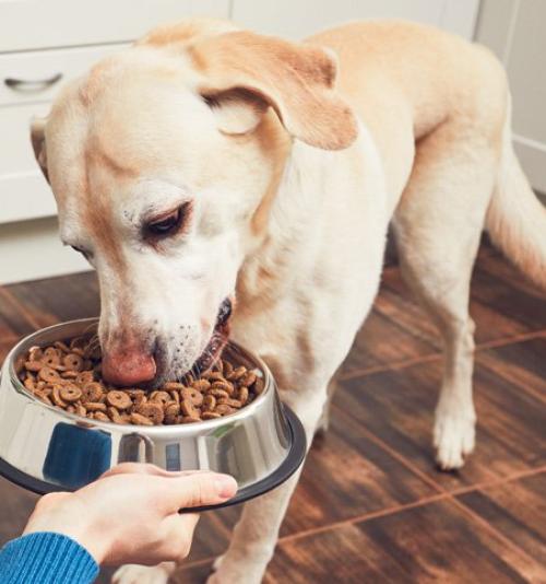 NUTRIÇÃO EM CÃES E GATOS