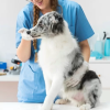 DERMATOLOGIA VETERINÁRIA