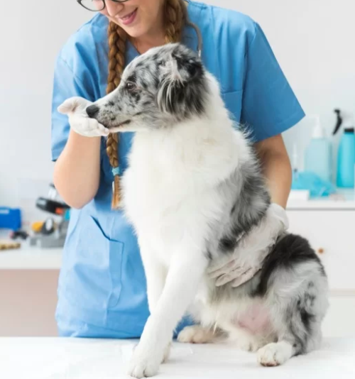 DERMATOLOGIA VETERINÁRIA